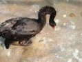 黑天鹅最新爆料消息,揭秘惊天秘密背后的惊人真相